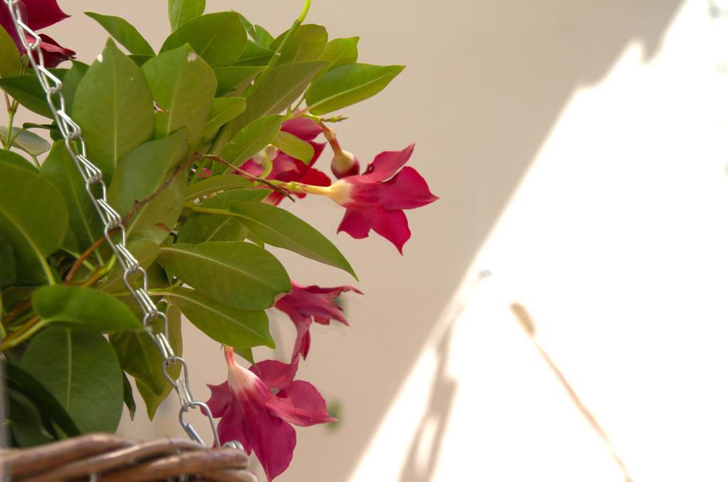 Appartement Casa Tortilla Sant Antoni *