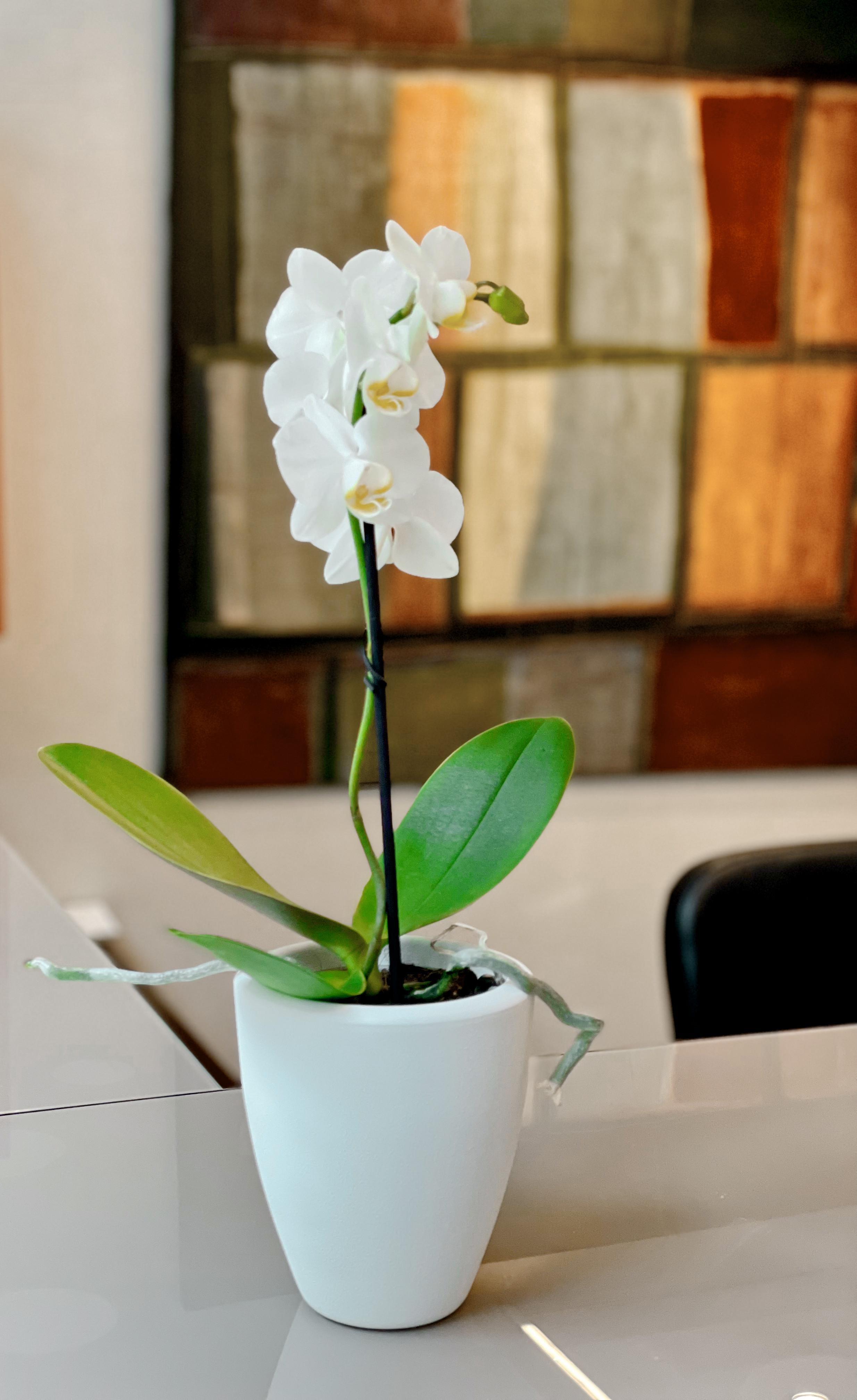 Hotel Sm Sant Antoni Barcelona