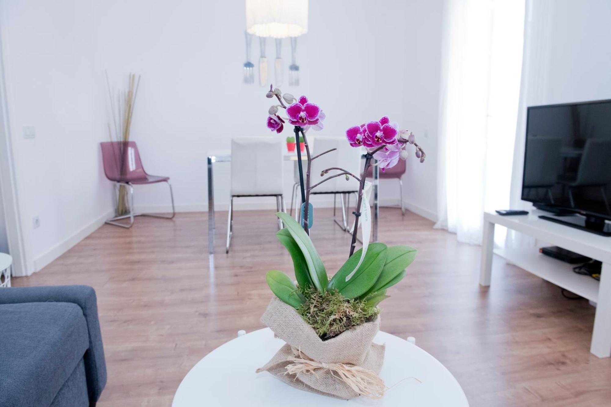 Appartement Gaudi-sant Pau *