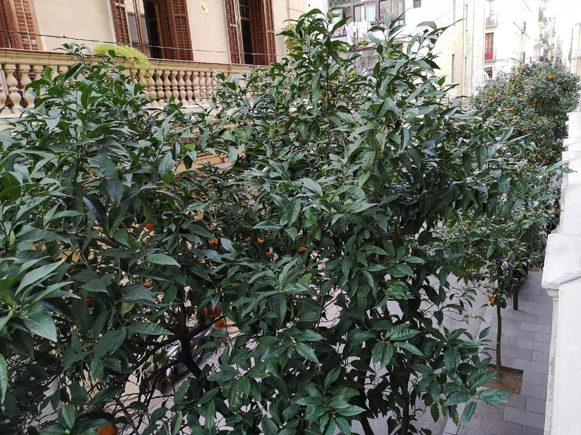 Fuer 3 Personen Ca 40 Qm In Barcelona-gracia, Costa Brava Costa Del Maresme * Barcelone
